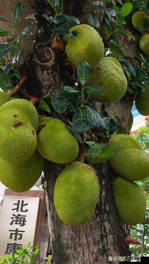 菠萝菠萝蜜视频在线观看时间-第3张图片
