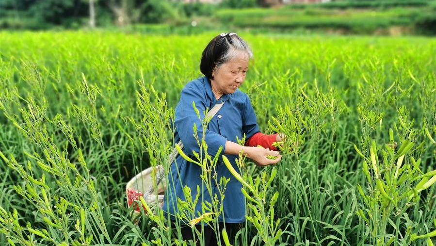 忘忧草视频下载，探索视频宝藏的奇妙之旅