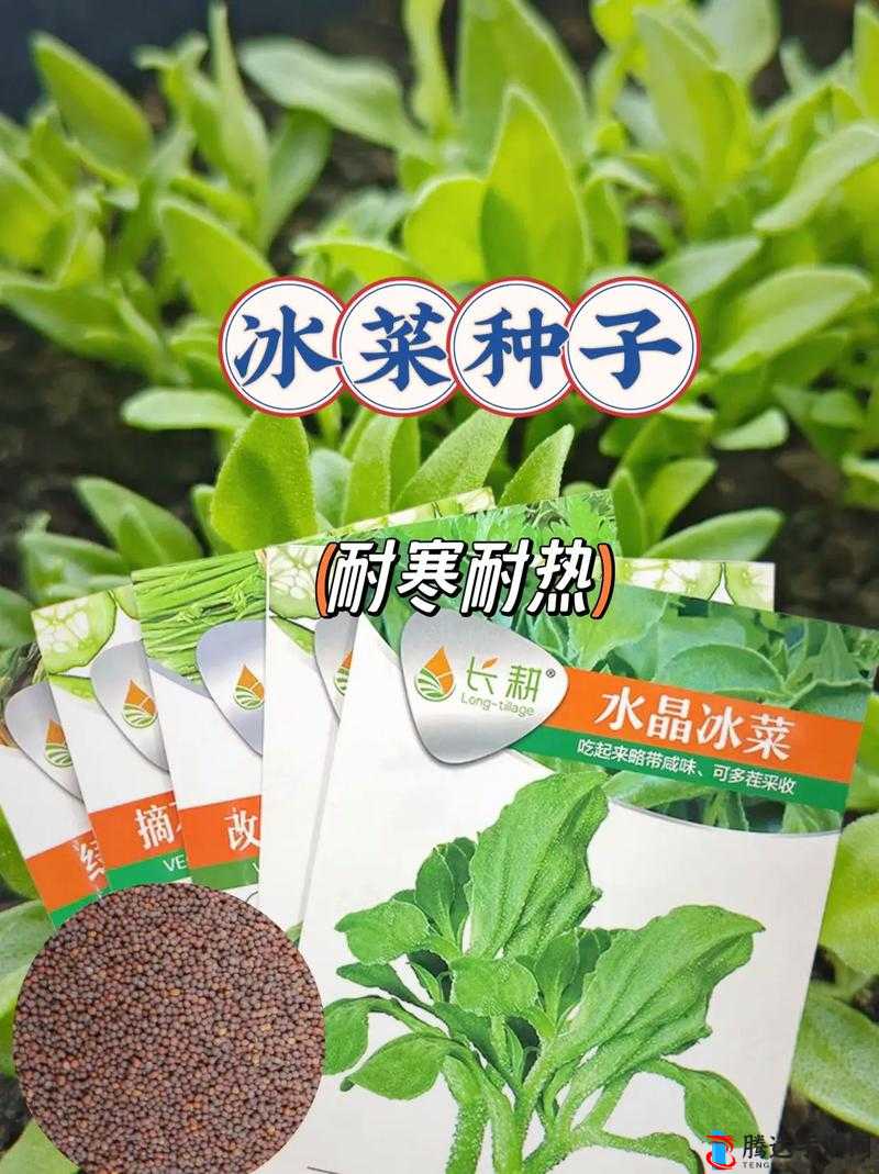 丝瓜向日葵草莓榴莲污黄丝瓜、向日葵、草莓、榴莲，多彩果蔬的世界