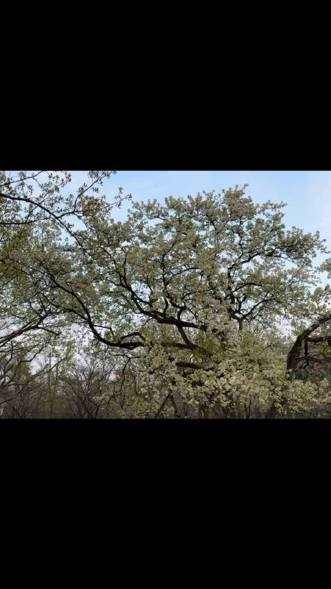 香草视频免费视频污黄香草视频，免费视频资源大放送