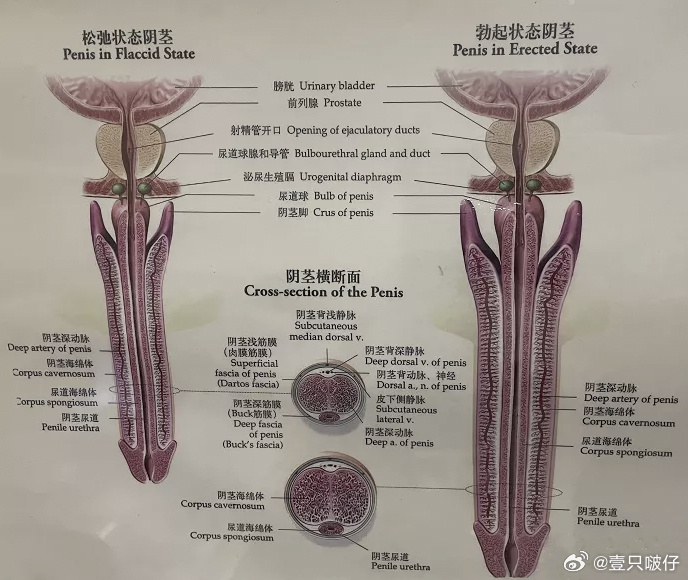 男男肉茎互插的探索与体验-第1张图片