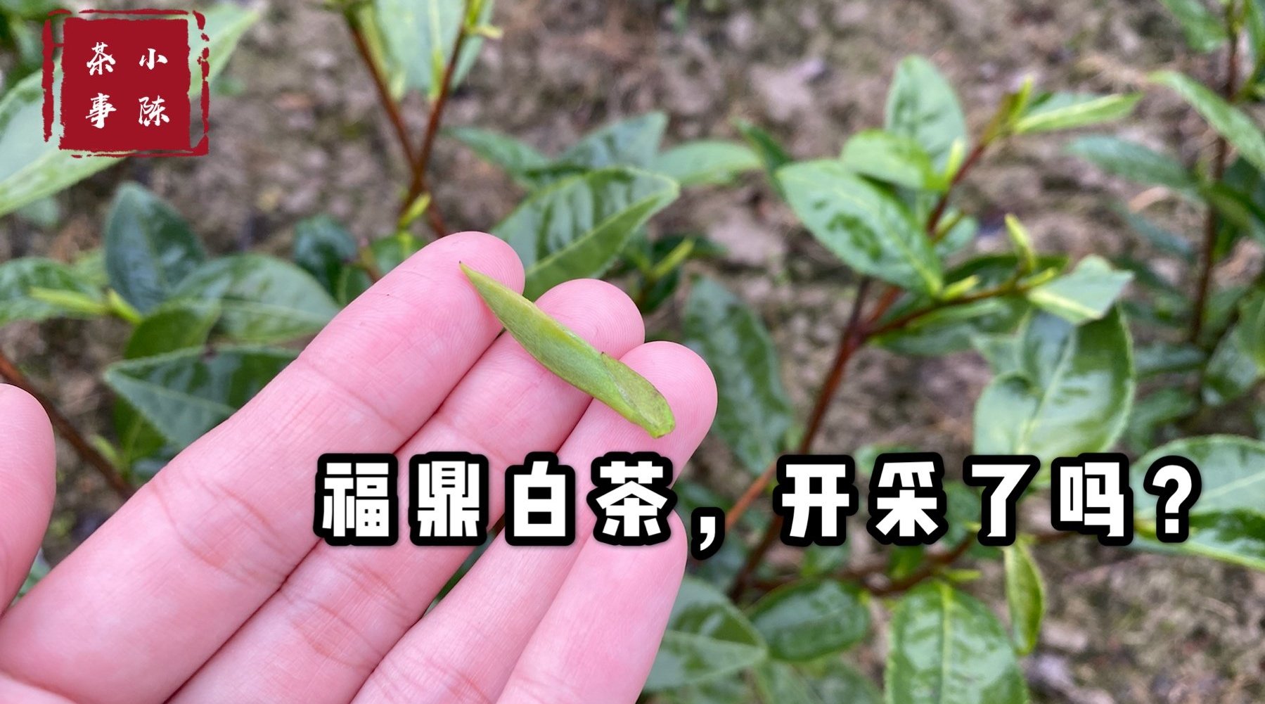 精产国品一二三产区区别麻豆精产国品一二三产区区别解析-第3张图片