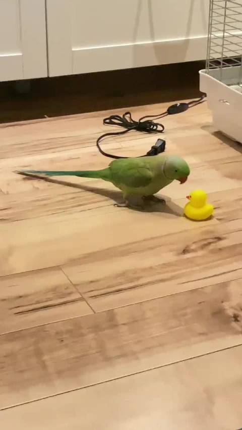 成长人雏鸟Pro19幼儿版特色介绍