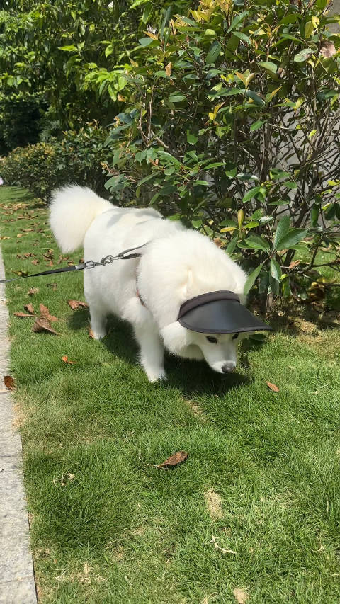狗狗又长又烫