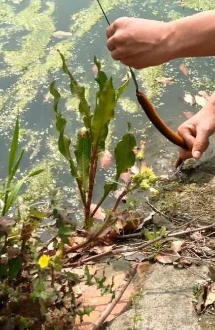 黄鳝门百度云资源链接