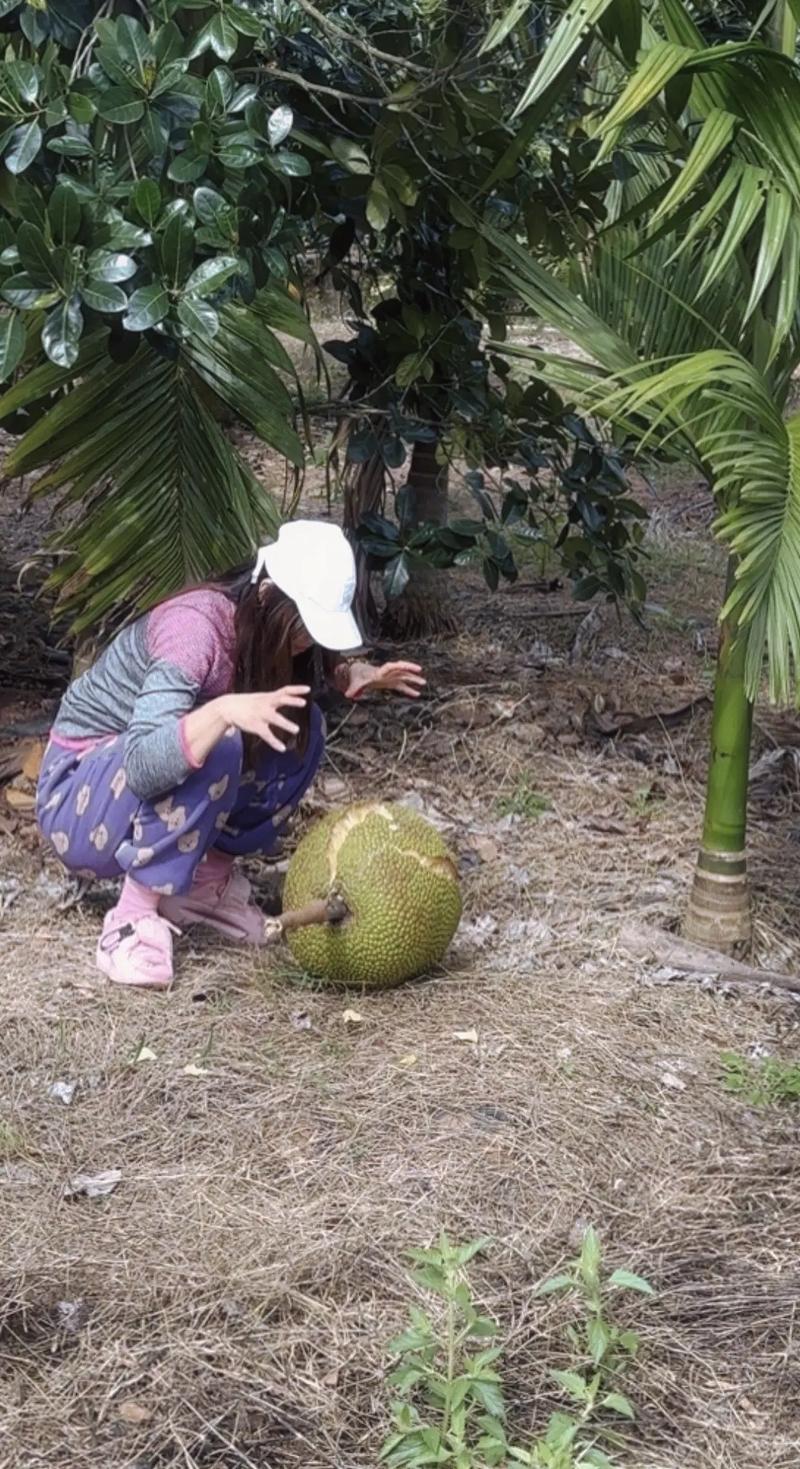 菠萝蜜视频html_菠萝蜜视频off_菠萝菠萝蜜视频在线观看时间