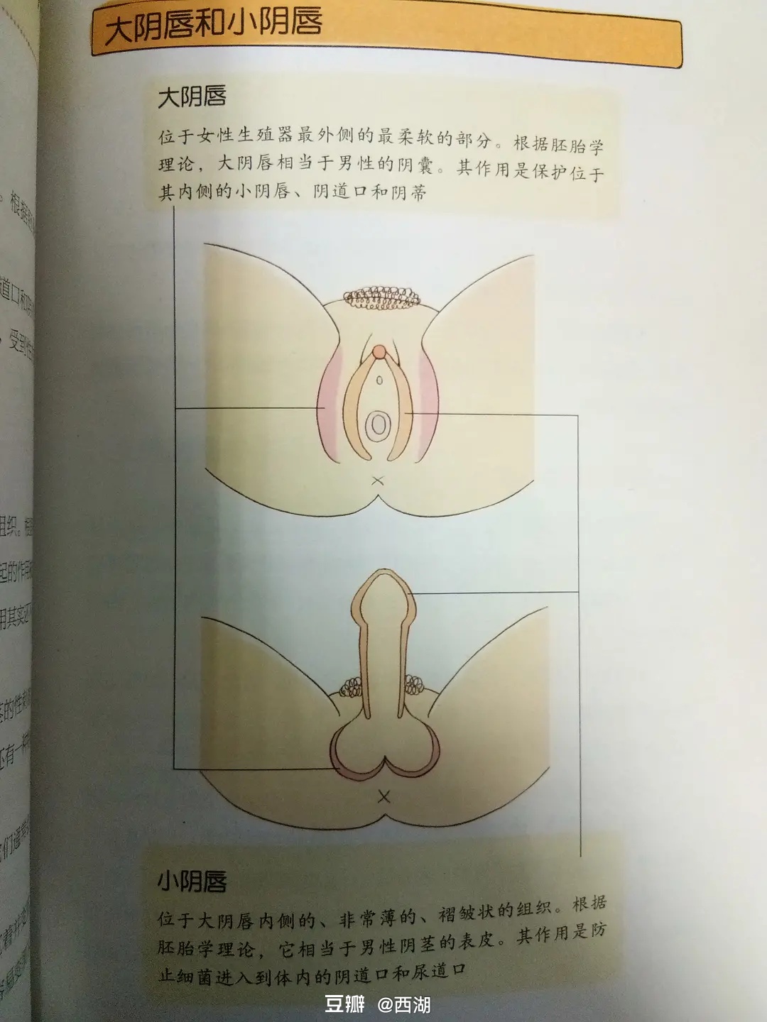 家族内性爱关于家族内性爱，伦理、道德与法律的探讨-第1张图片