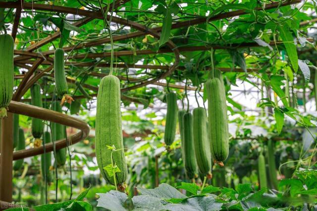 草莓丝瓜芭乐鸭脖奶茶的价格污性福宝，网络色情之害-第1张图片