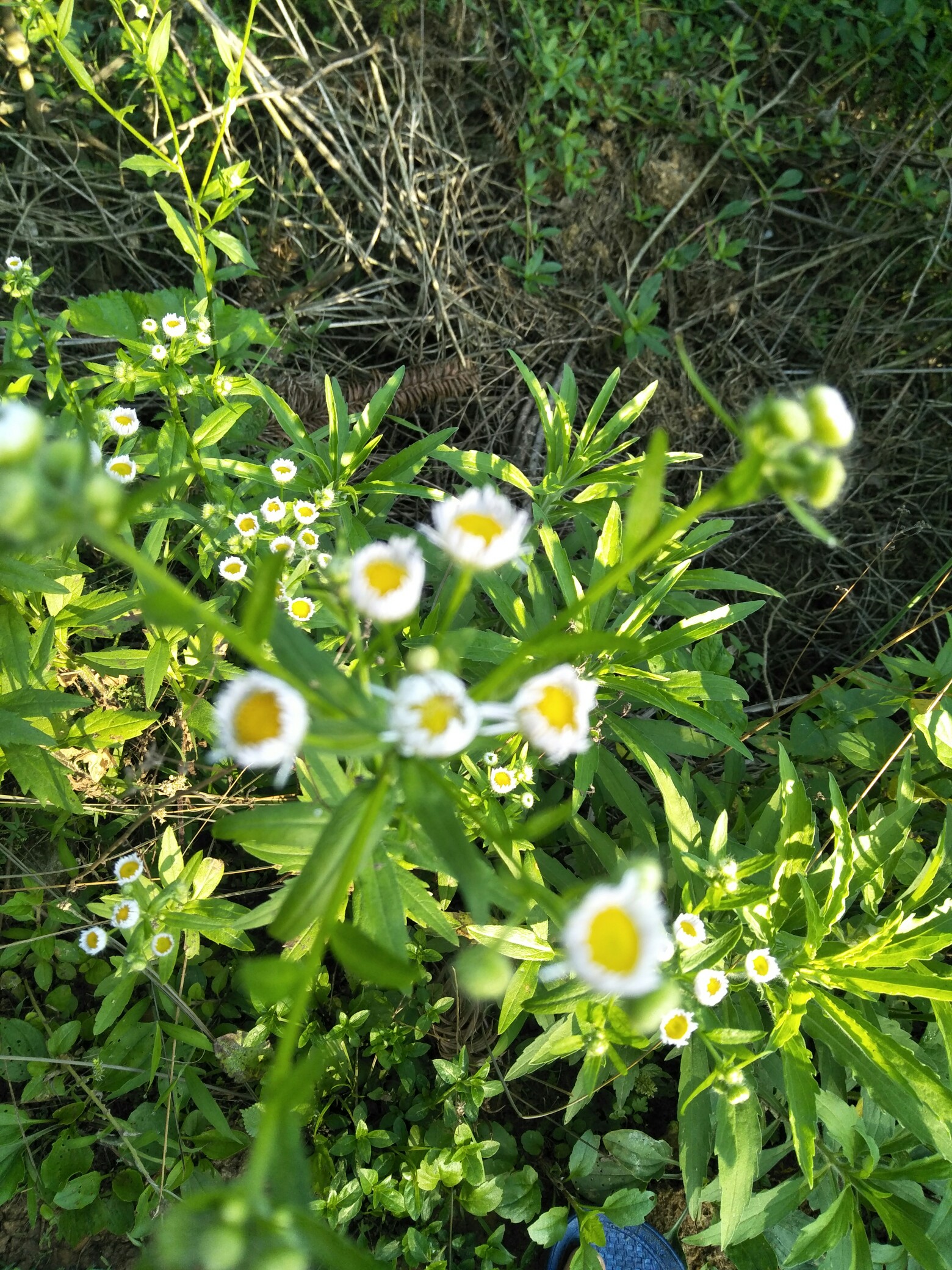 野花社区在线观看免费观看野花社区在线观看，免费观看与性暗示的界限-第2张图片