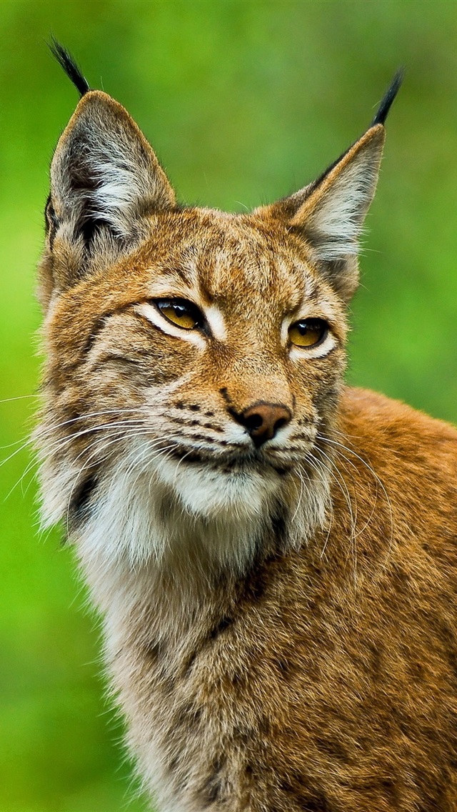 山猫影院山猫影院，探索电影的奇妙世界-第2张图片