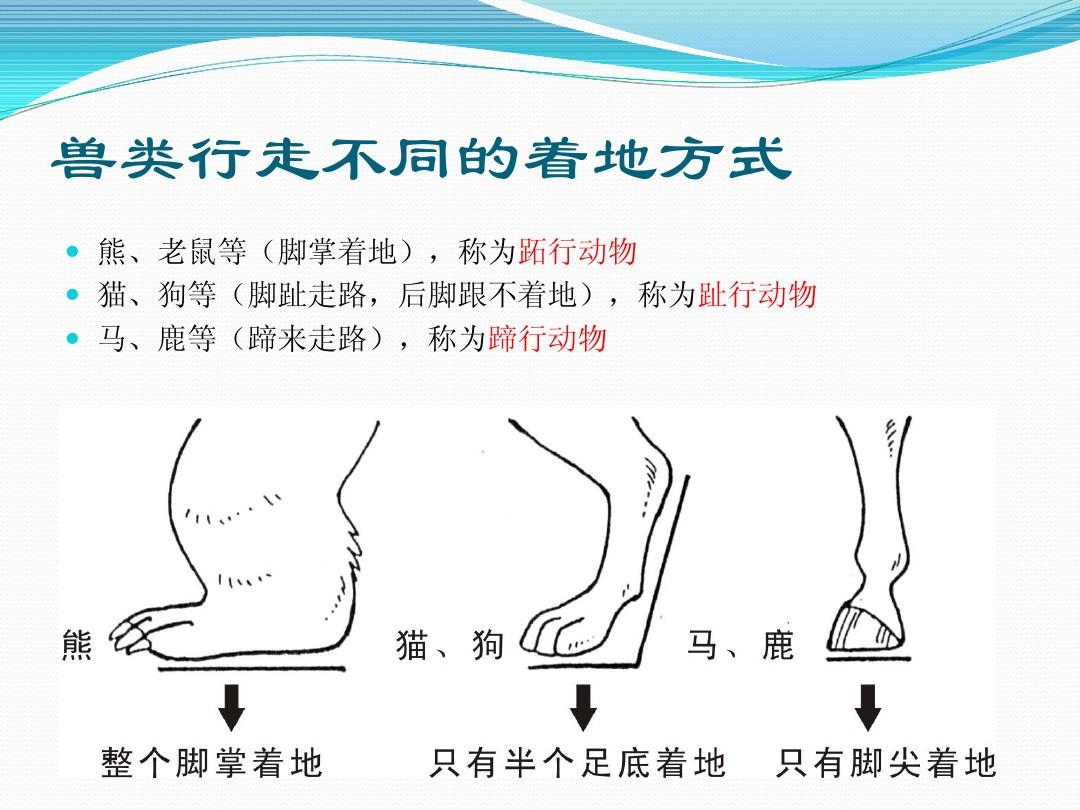 WRITE AS 走路，一种独特的行走方式-第2张图片