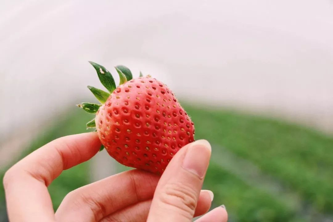 老师迈开腿让尝尝草莓作文老师迈开腿让尝尝草莓-第2张图片