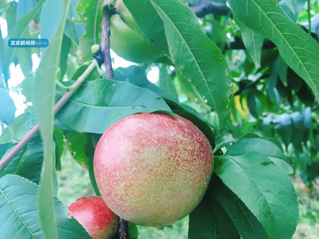 桃子视频看片，色情内容的危害与防范-第2张图片