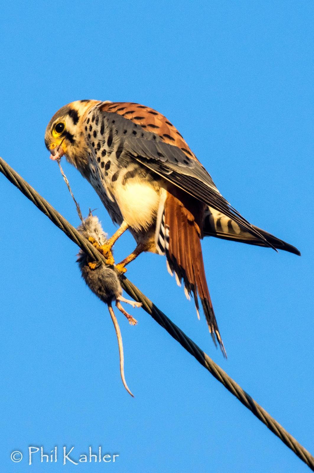 nature on display in american zoos欧美性feer兽交，揭示色情内容的危害与影响-第2张图片