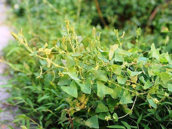 野草影院手机在线观看免费 野草影院免费观影的风险与问题：盗版、法律风险与网络安全隐患