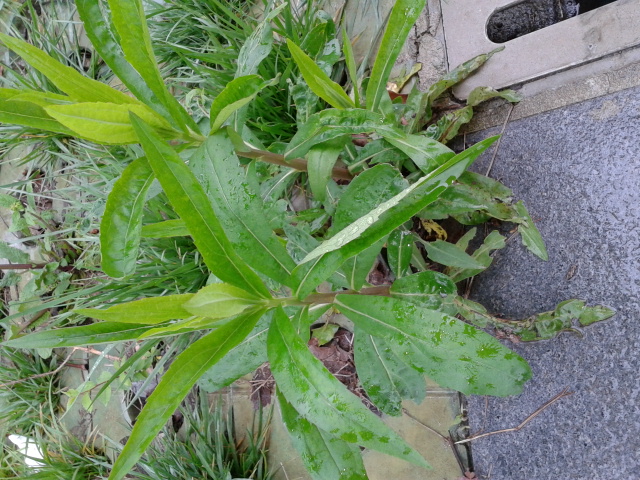 最新草榴，植物界的璀璨明珠-第2张图片