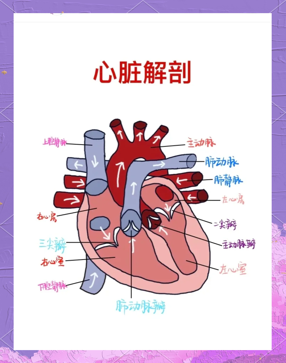 优优人体大尺，探索人体奥秘的奇妙之旅