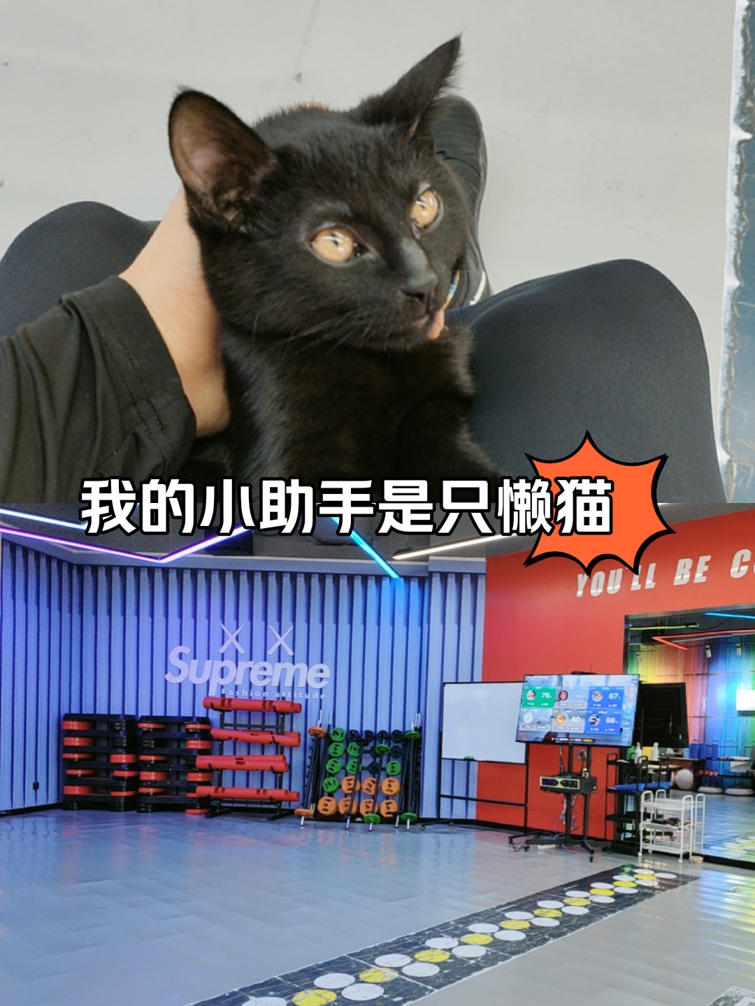 懒猫网懒猫网，轻松便捷的网络生活平台-第2张图片