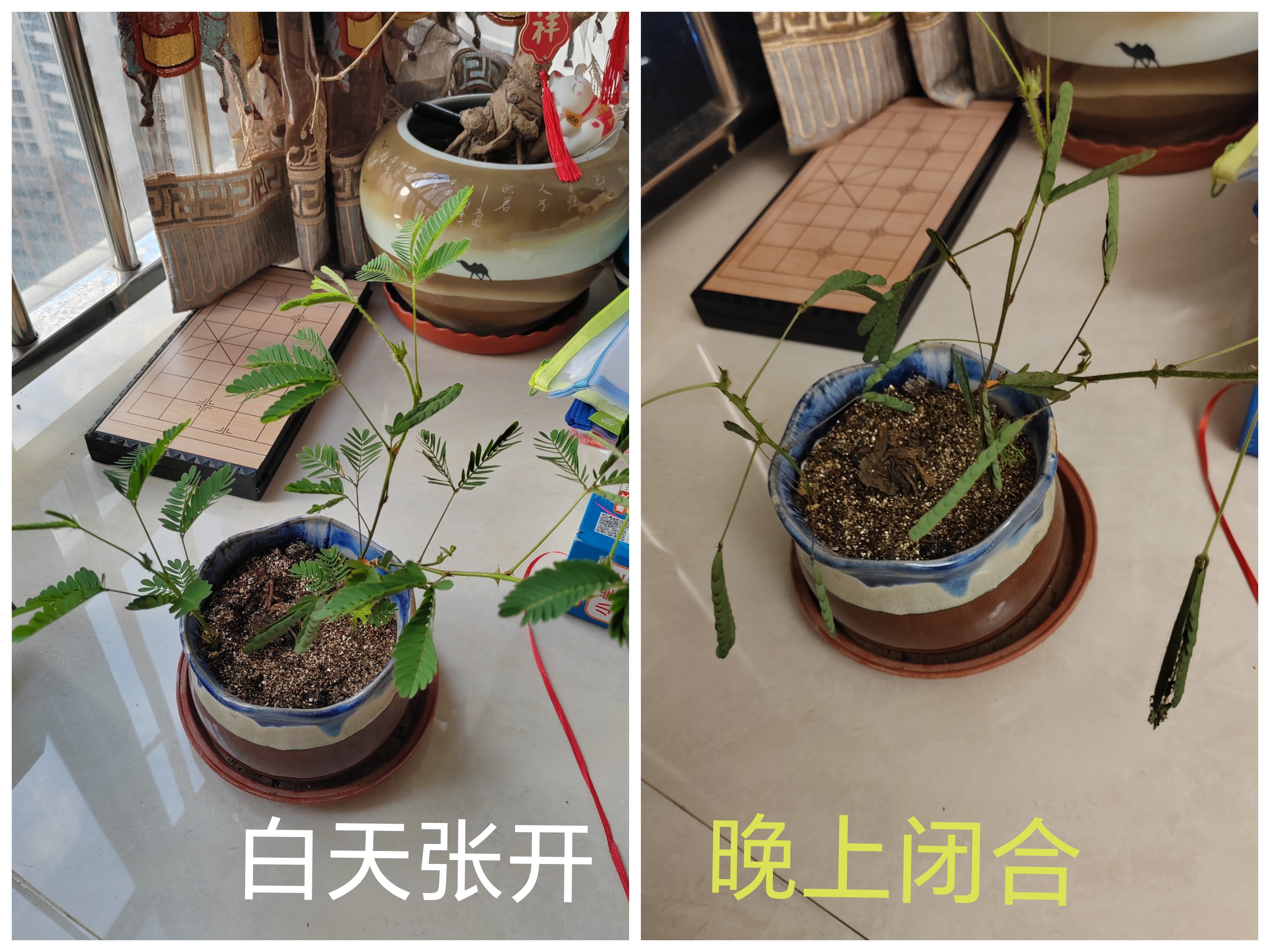 含羞草午夜视频含羞草午夜视频，神秘与惊喜的探索-第1张图片