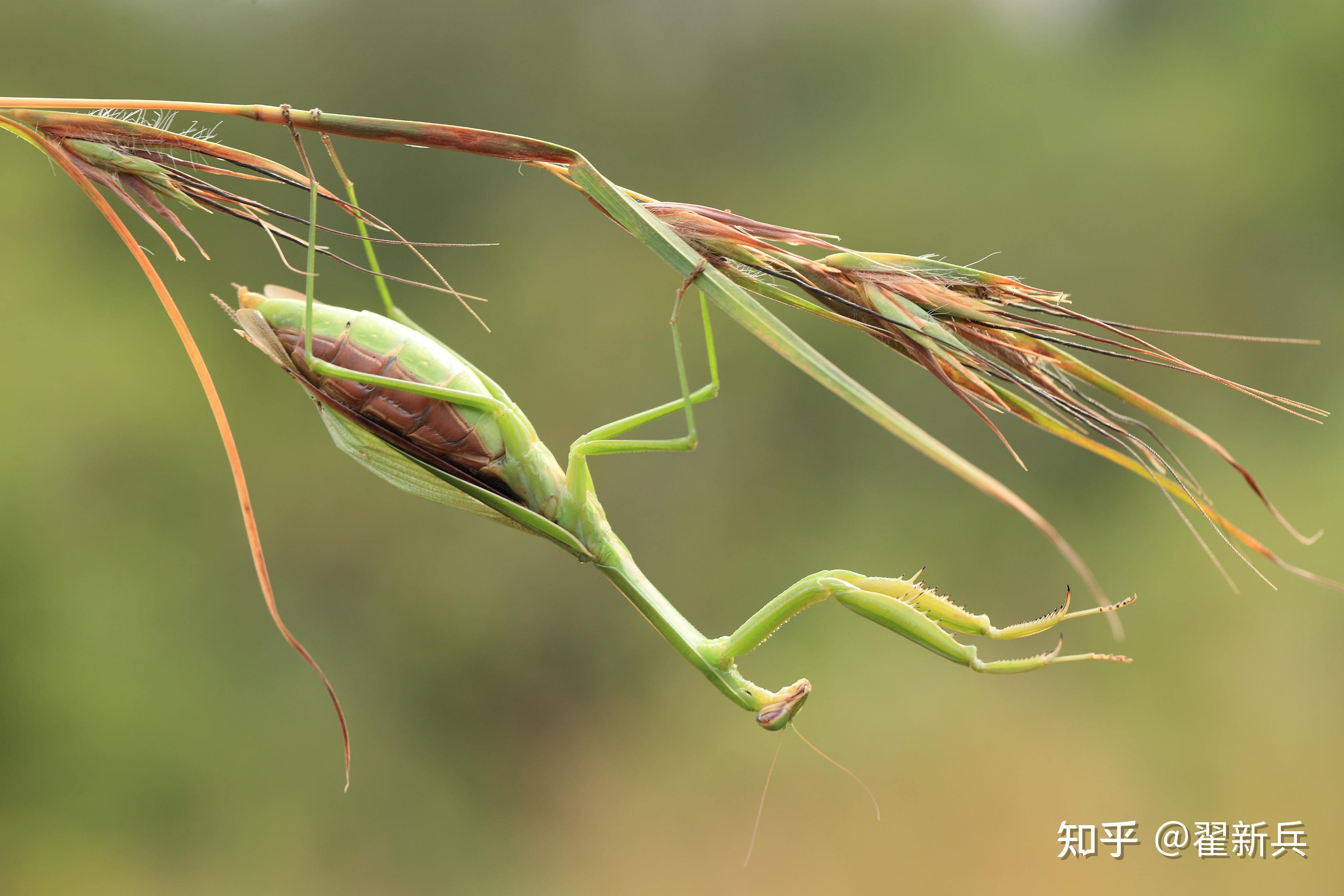 老少交配，一种特殊的生物现象-第1张图片