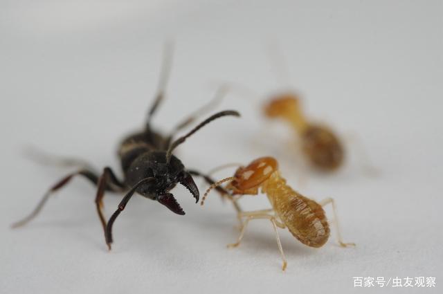 蚂蚁搬运视频BT蚂蚁搬运，高效且智能的生物力量-第2张图片