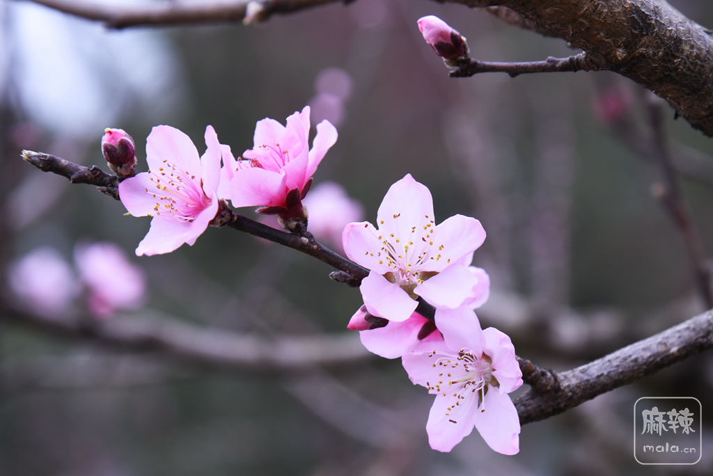 桃花社区app下载叫什么桃花社区视频在线观看完整版