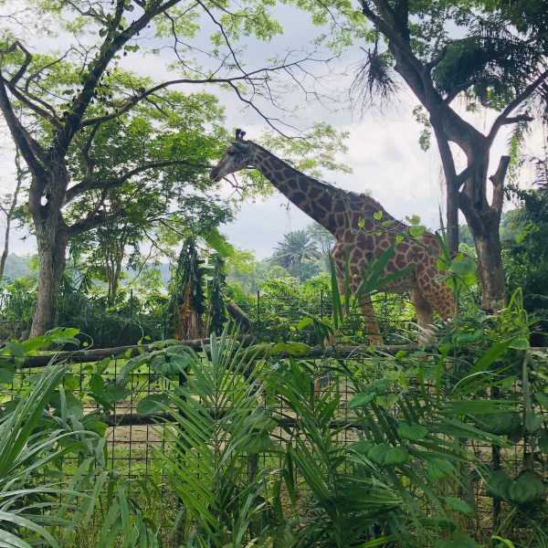 人与驴与ZOOVIDEO，智能生活的探索之旅