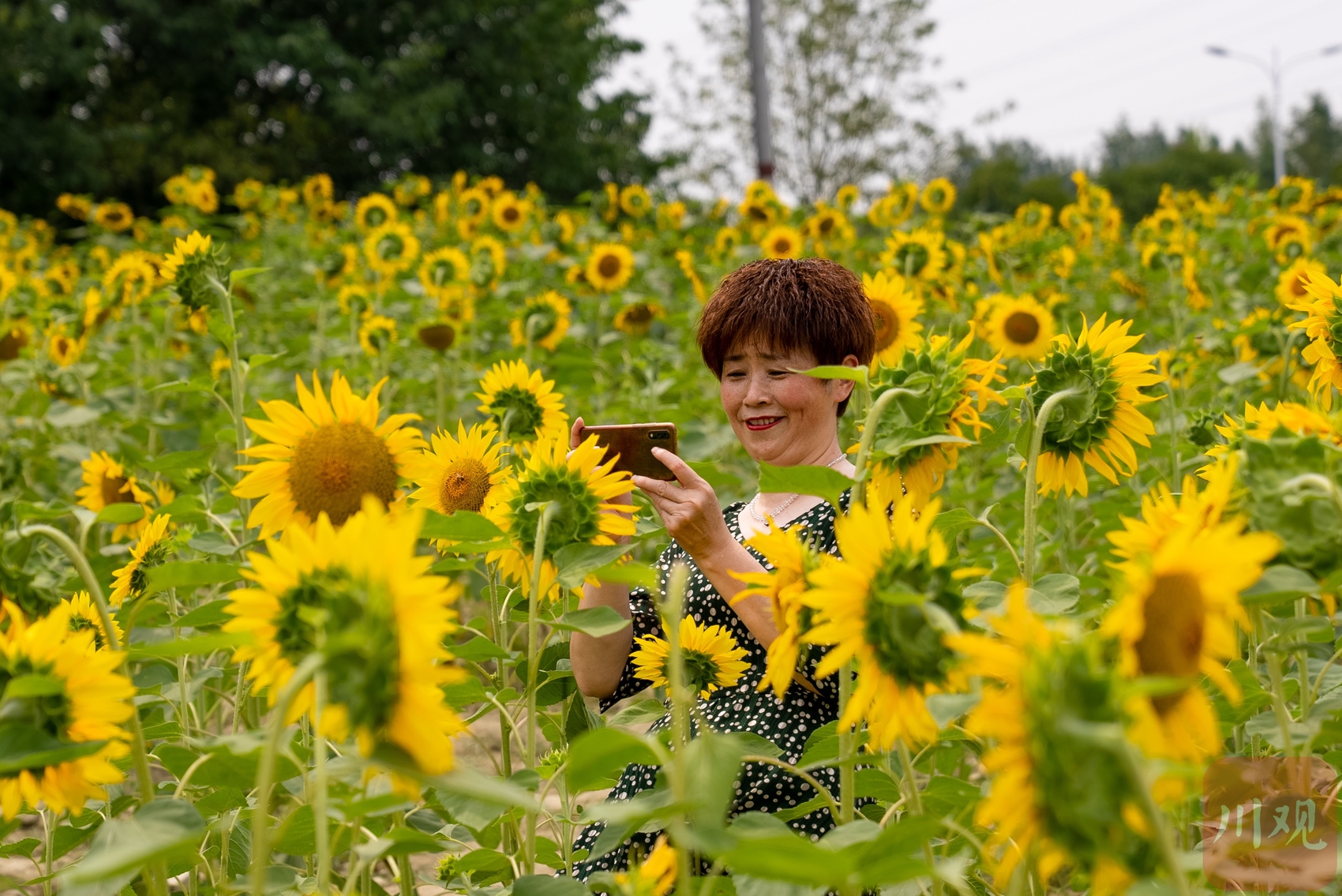 向日葵视频成人app向日葵视频成人app，探索成人视频的全新世界-第3张图片