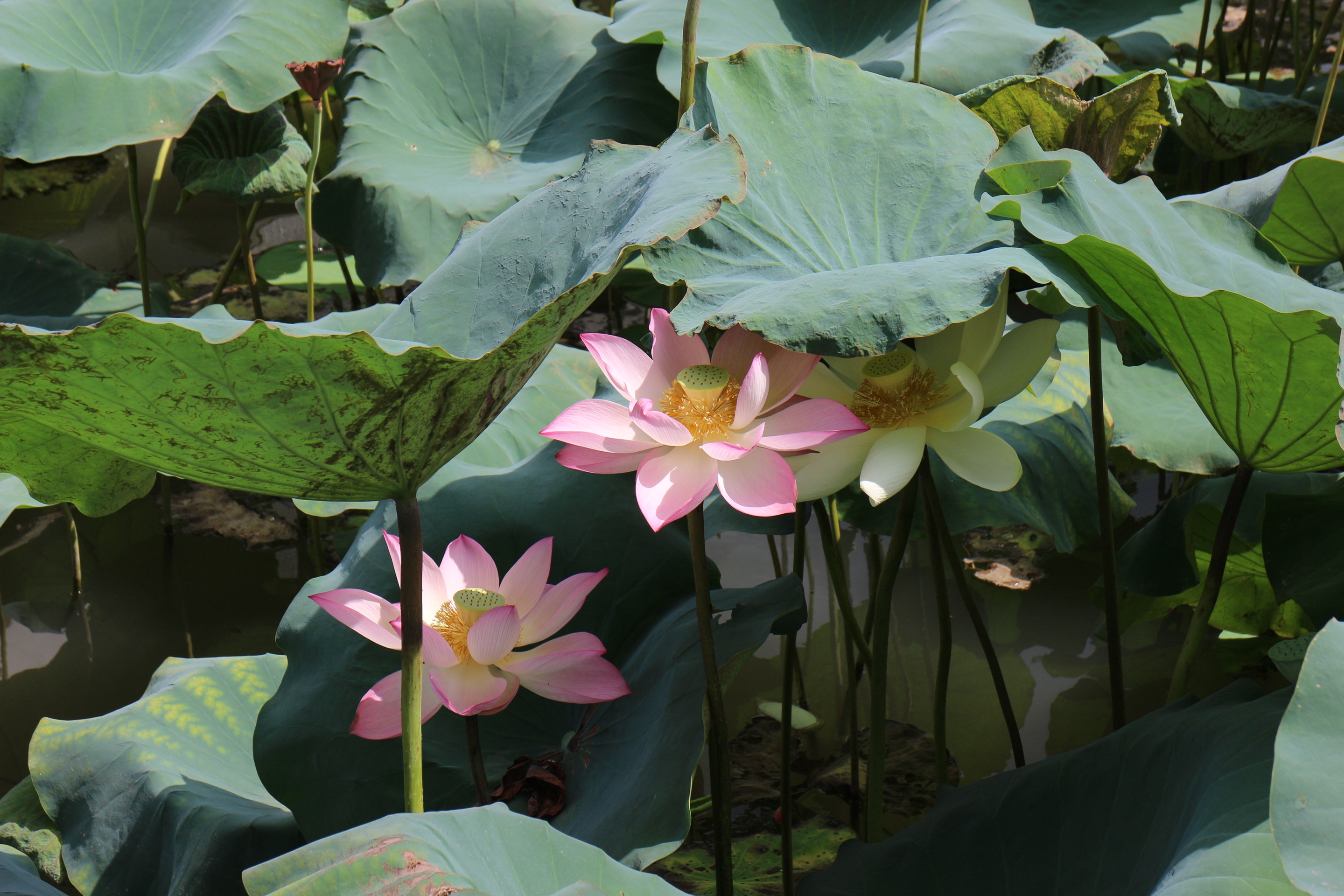 出水芙蓉什么意思出水芙蓉，美的象征与寓意