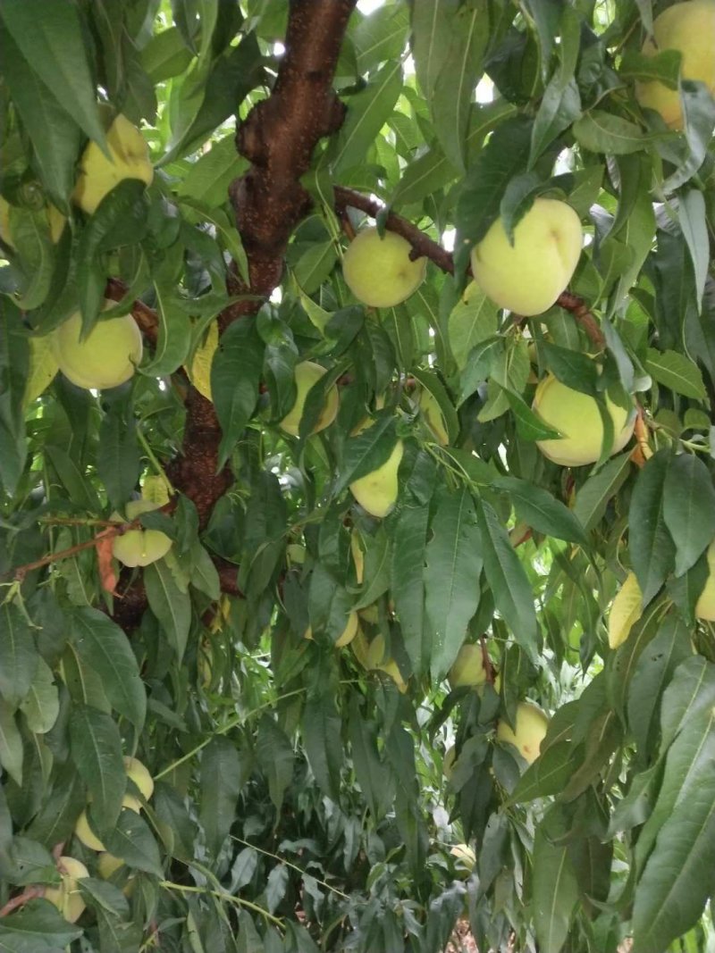 水蜜桃秘密基地水蜜桃秘密基地-第1张图片