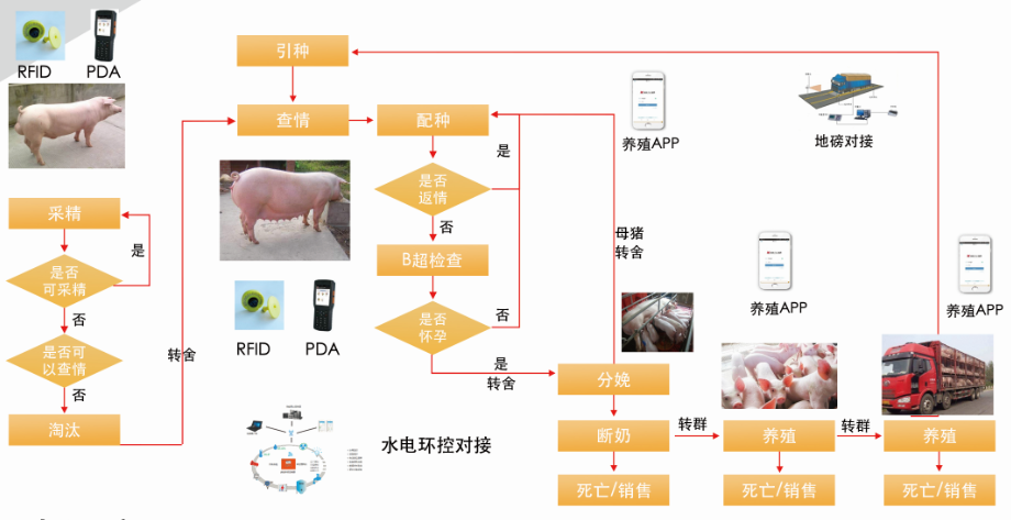 人与畜禽共性的视频人与畜禽共性的视频解析