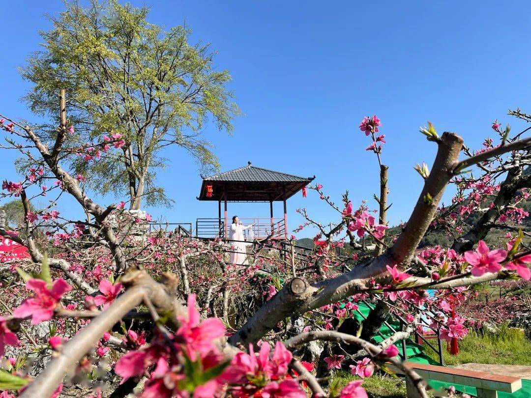 下载桃花直播室桃花直播下载免费观看-第2张图片