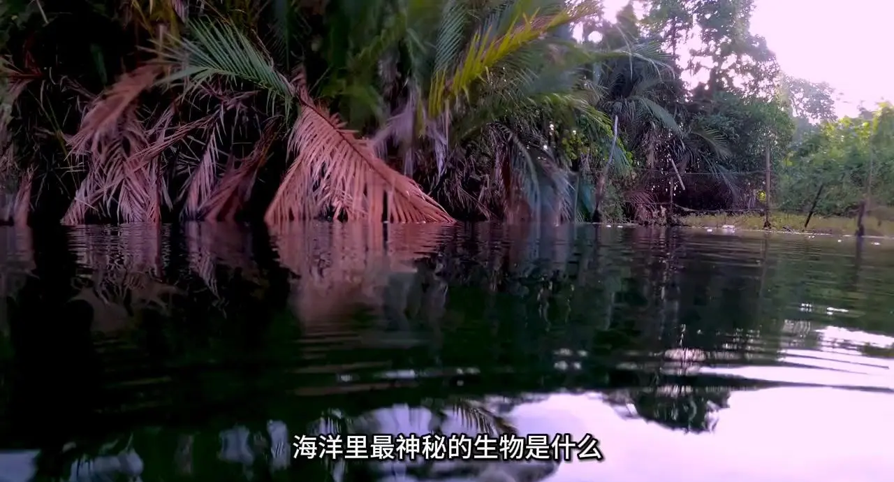 吼吼鲸，海洋中的神秘生物