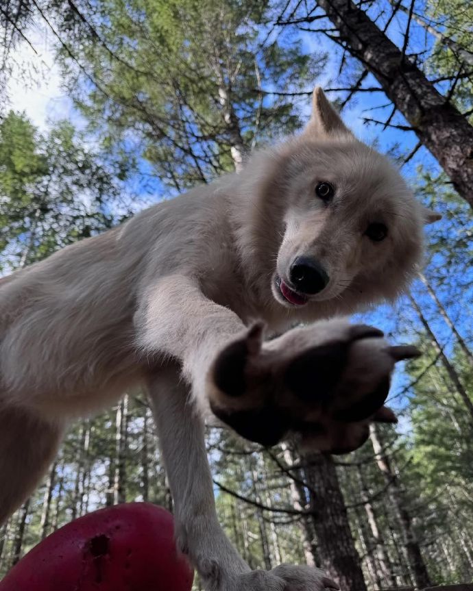 小狼狗心水论坛，探索犬类爱好者的乐园