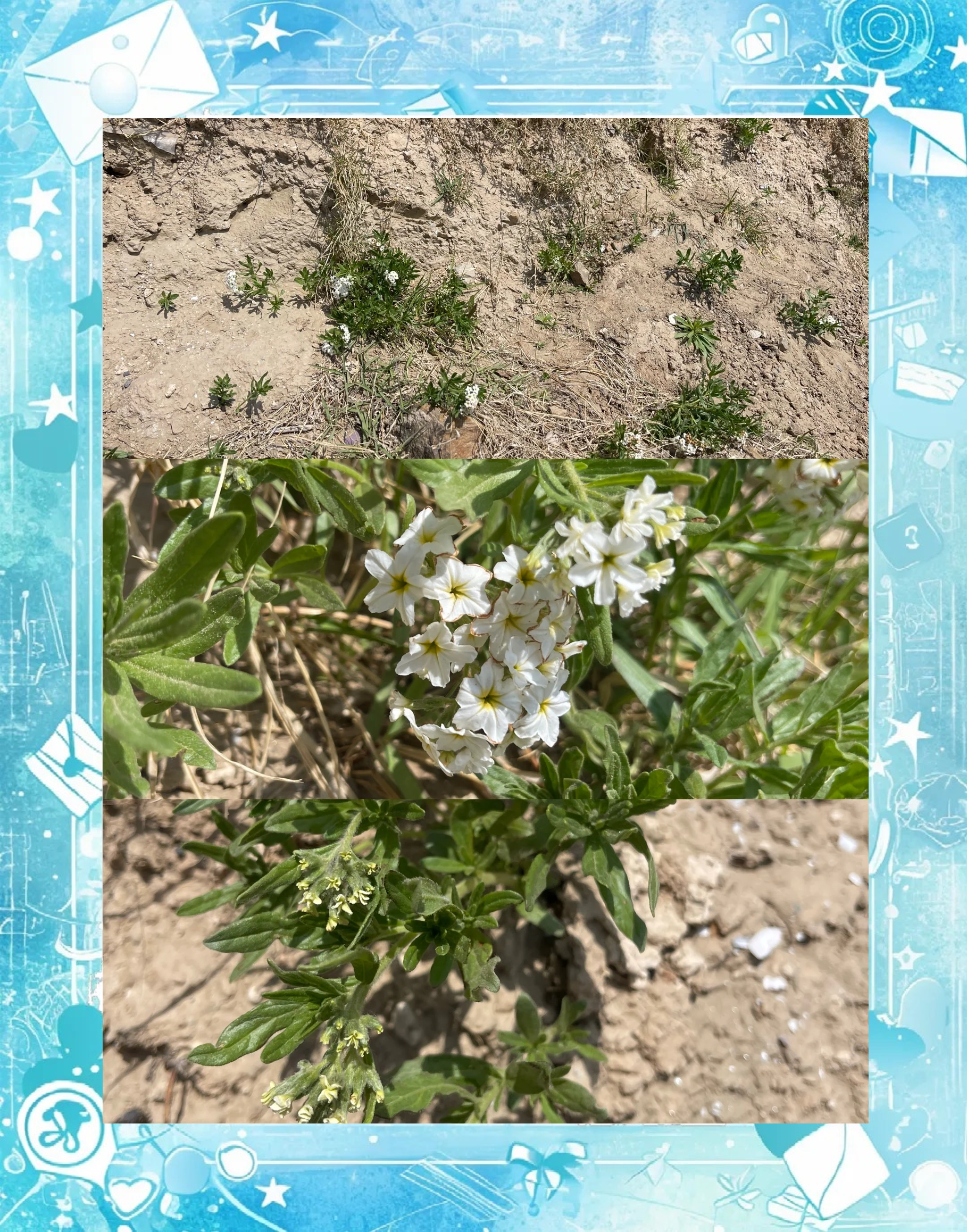 野花视频片一级一级野花视频看片，探寻自然之美与视觉盛宴-第1张图片