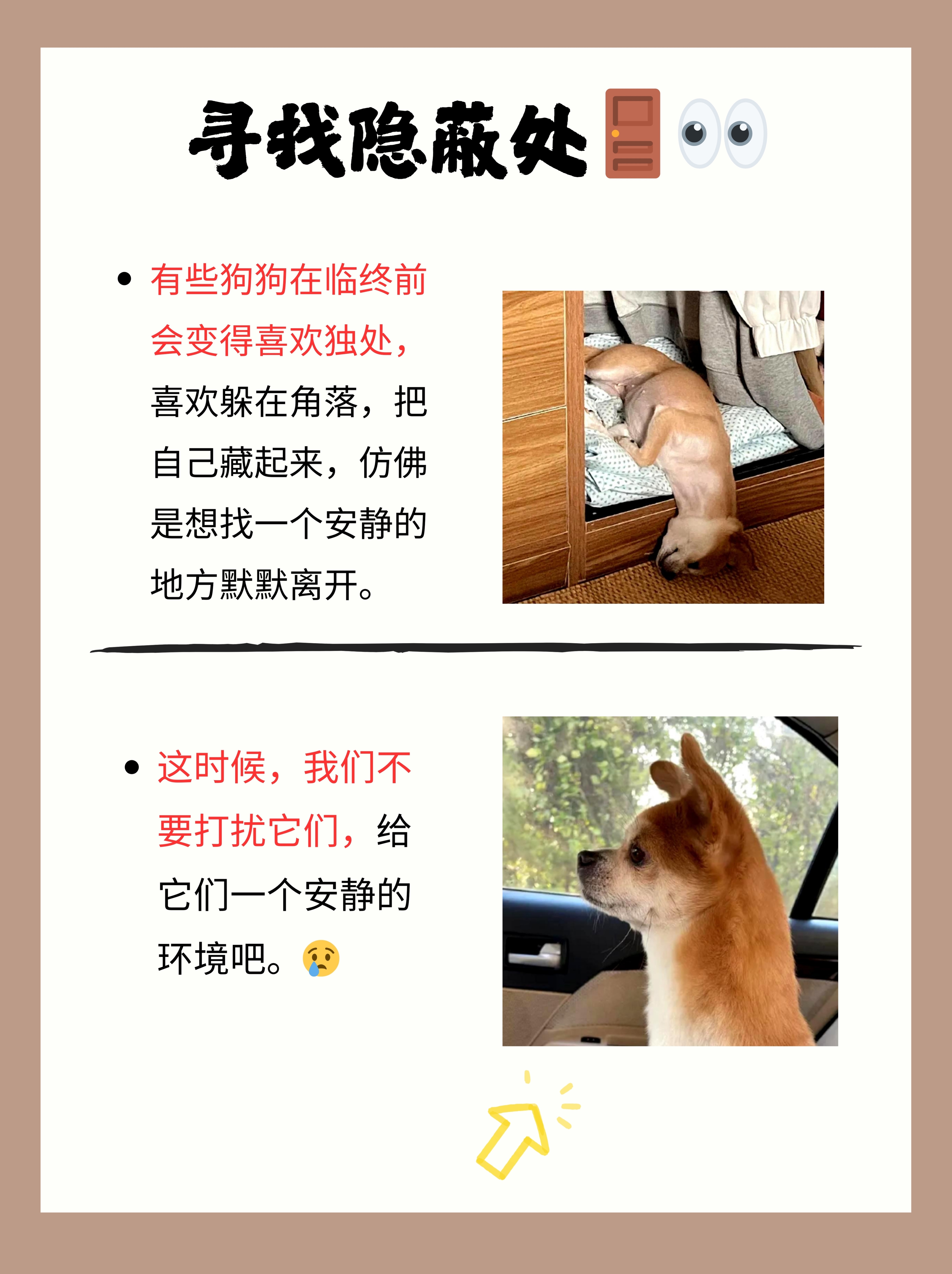 入门无犬吠打一字谜底是什么入门无犬吠，新手养犬指南-第1张图片