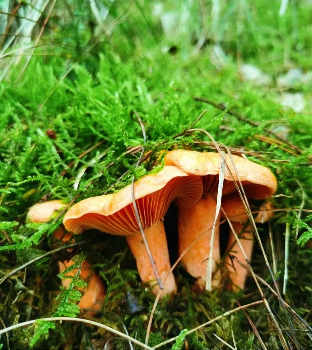 野生菌网站野生菌电影网，探索神秘菌菇的世界