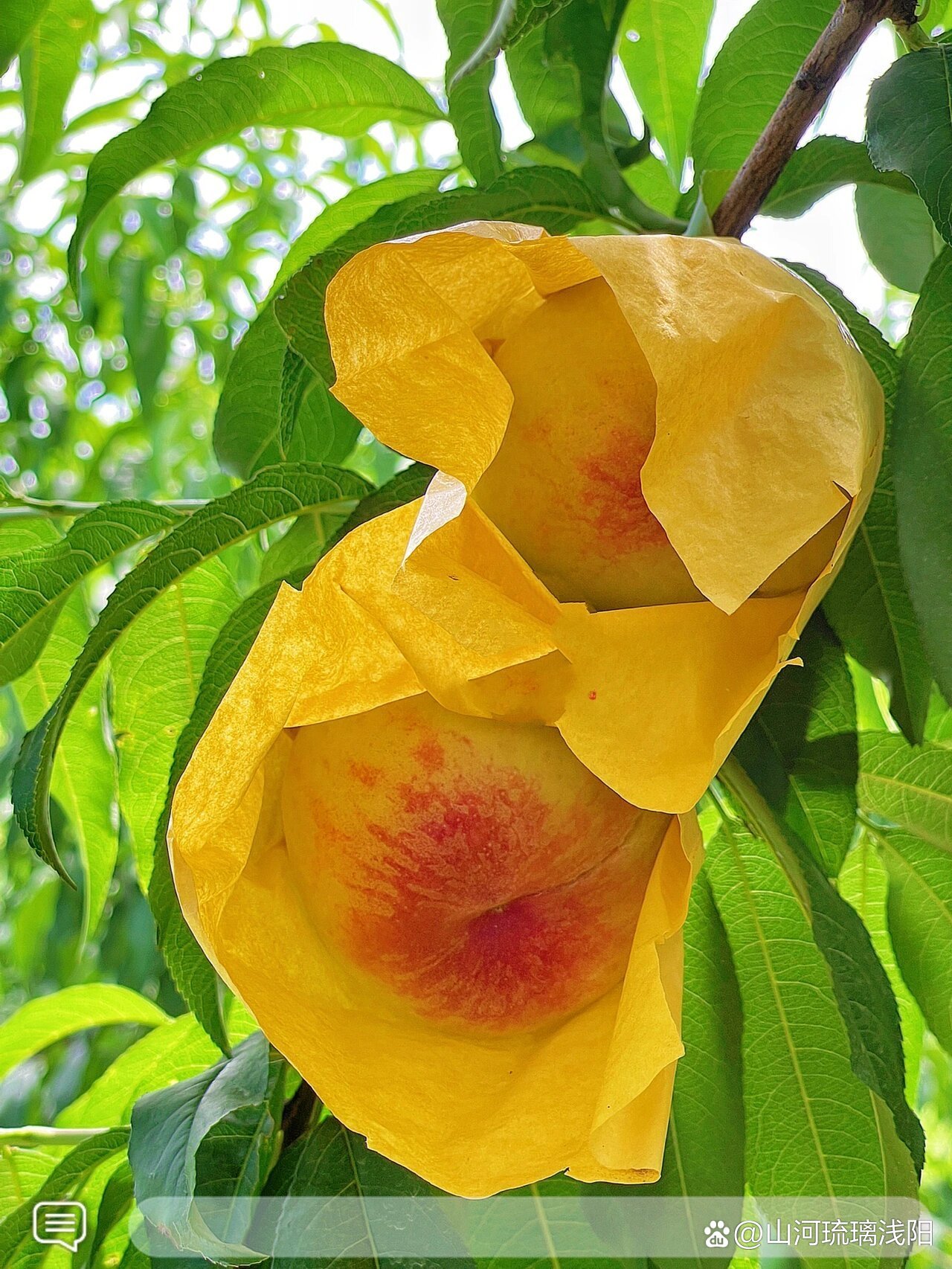 日本水蜜桃桃子图片日本水蜜桃桃子