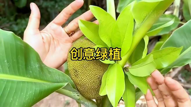 香蕉菠萝蜜视频在线入口