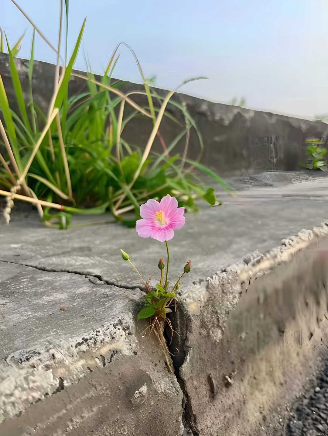 野花日本，免费高清观看的完美体验-第2张图片