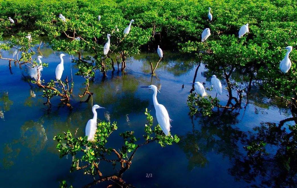 澄迈红树湾湿地公园澄迈红树湾，自然与人文的完美融合