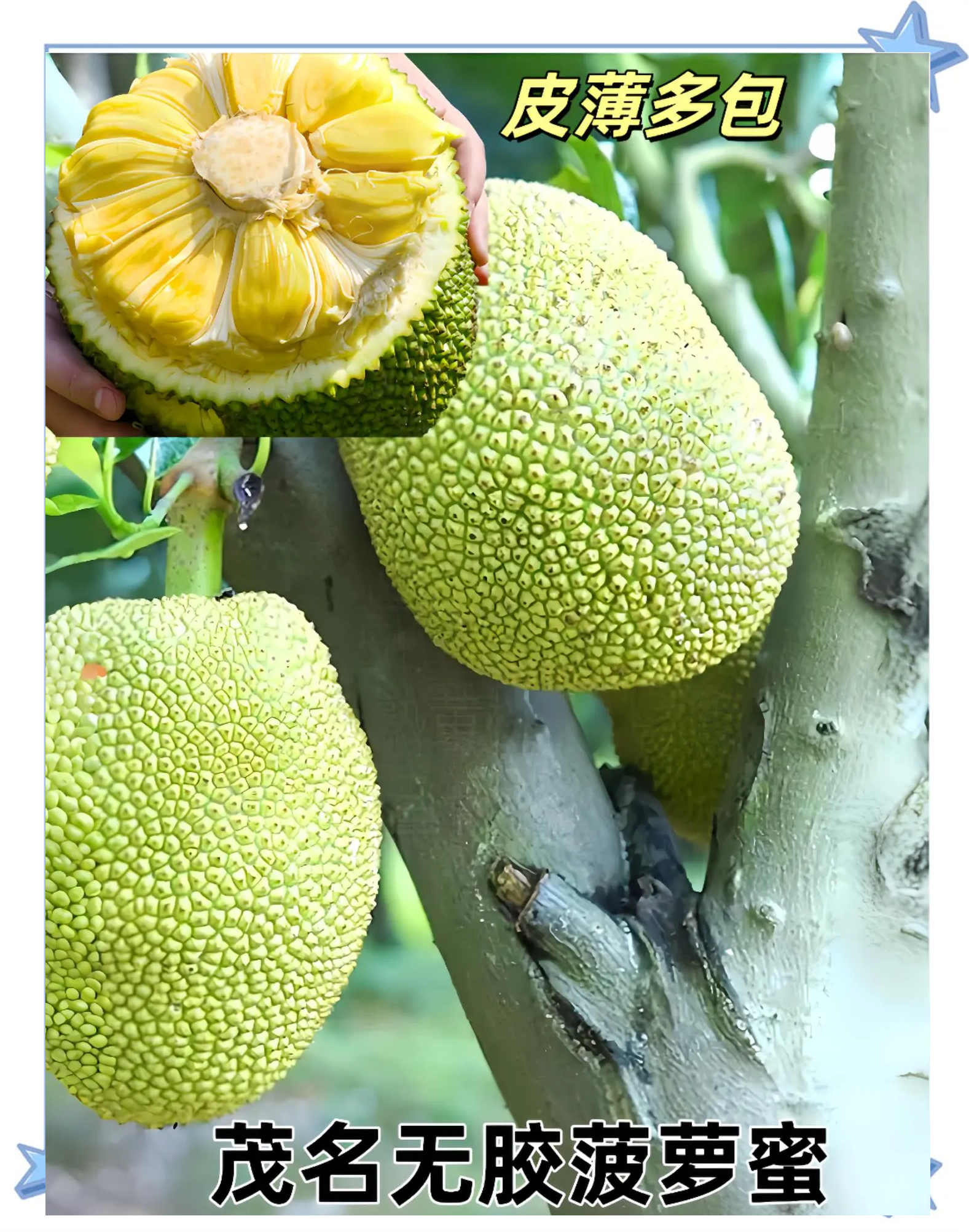 菠萝菠萝蜜视频高清播放在线无码菠萝蜜视频高清免费播放-第1张图片