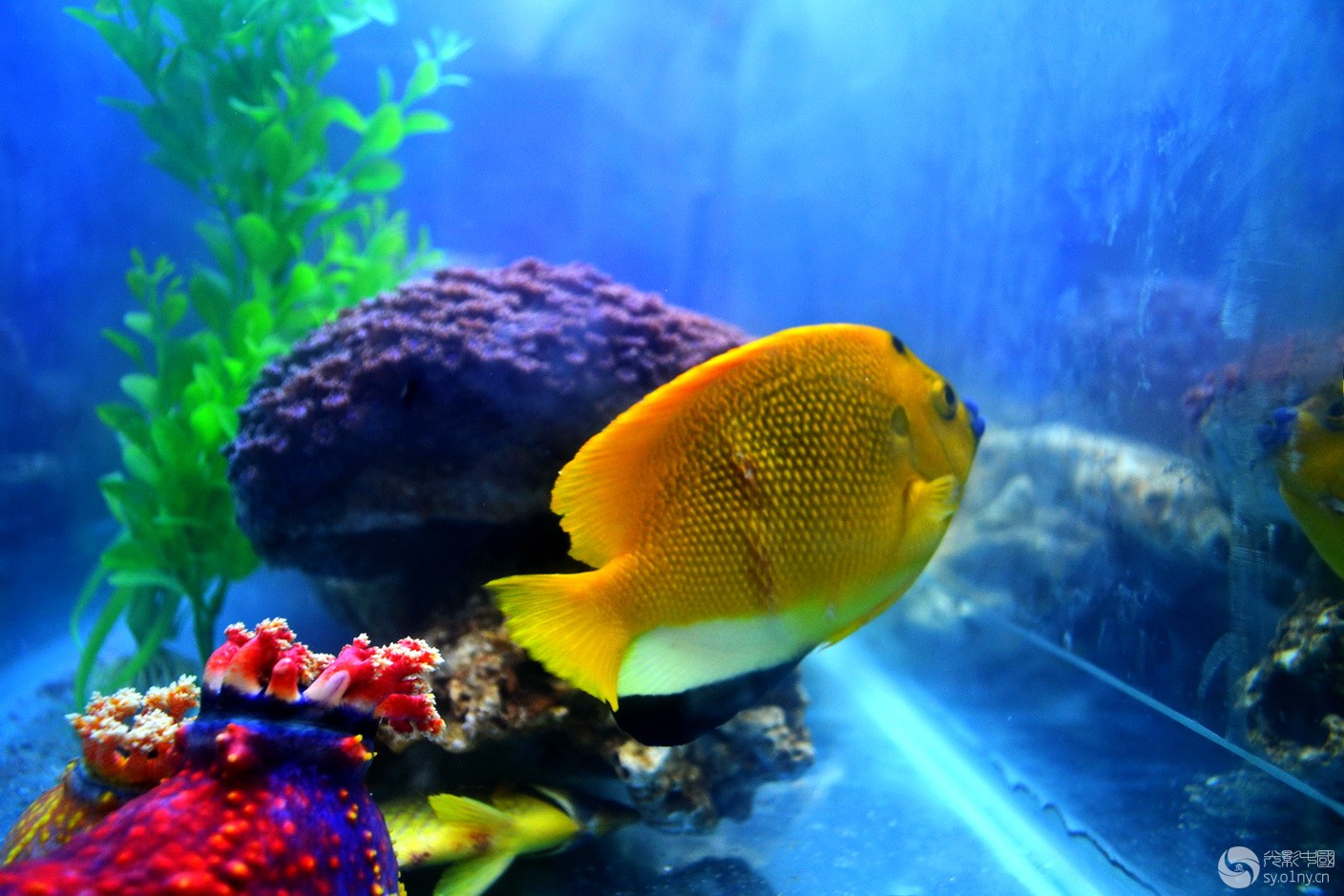 大彩鲸大彩鲸，神秘的海洋生物-第2张图片
