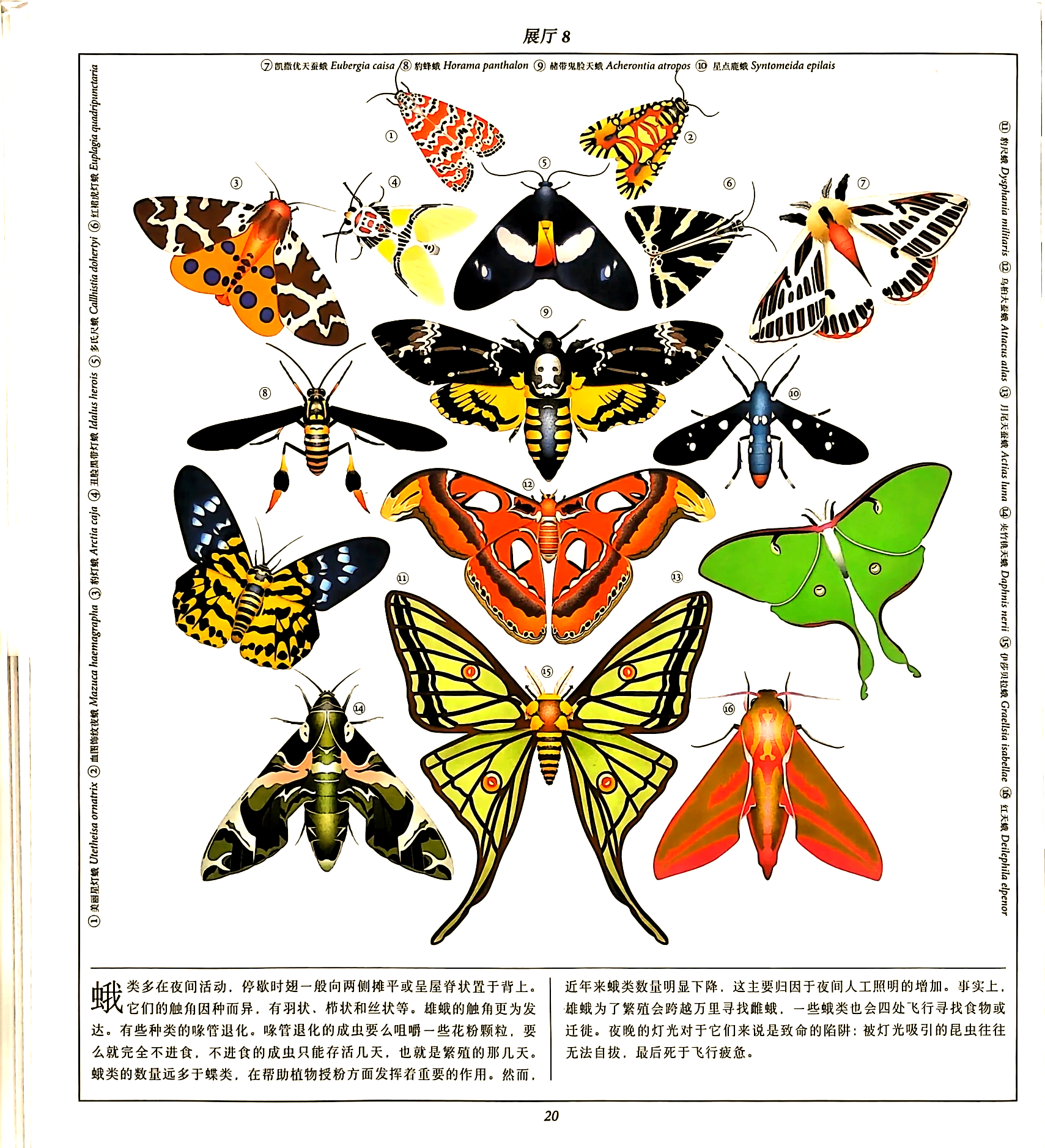 雕虫小技中的虫——微妙技艺的探索-第1张图片