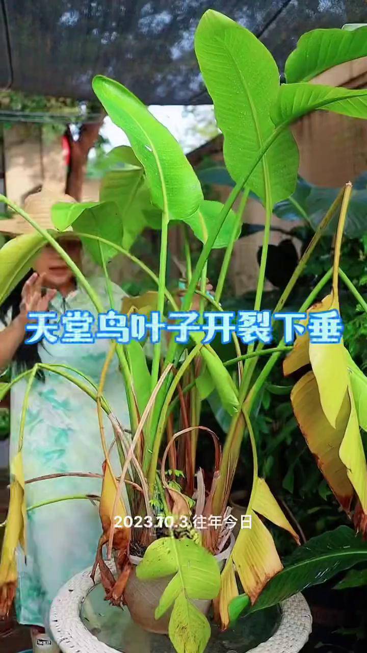 天堂鸟论坛怎么打不开天堂鸟论坛，探索网络交流的新天地-第2张图片
