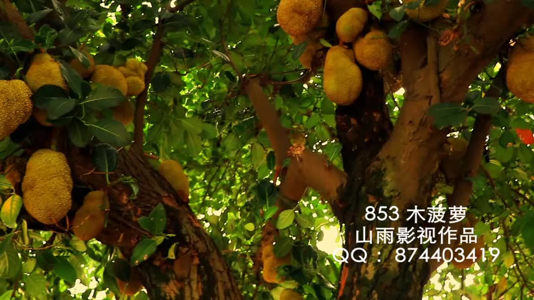 菠萝菠萝蜜，免费观看影视的探索之旅-第2张图片