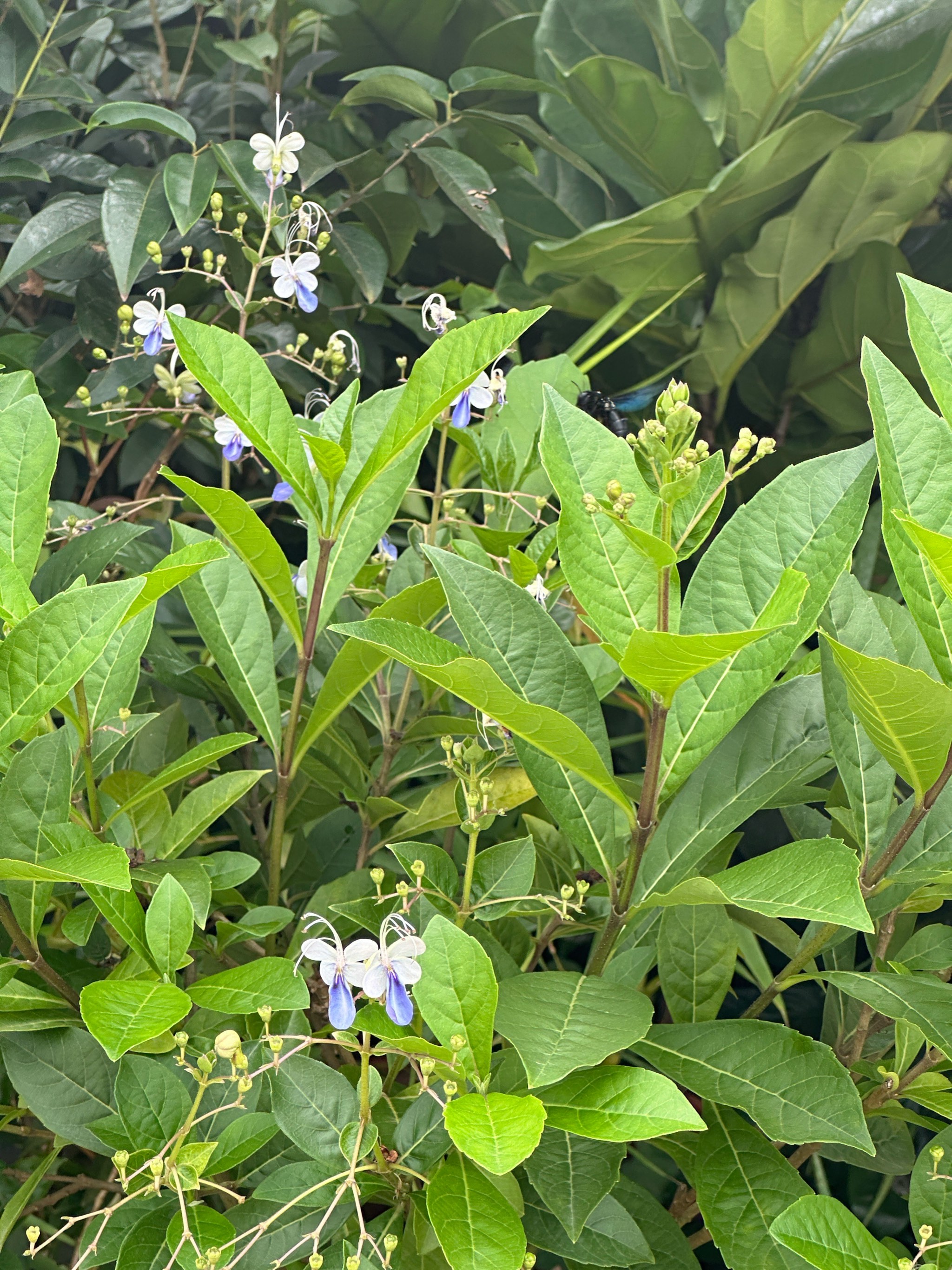 花蝴蝶免费高清直播在线花蝴蝶免费高清WWW-第3张图片