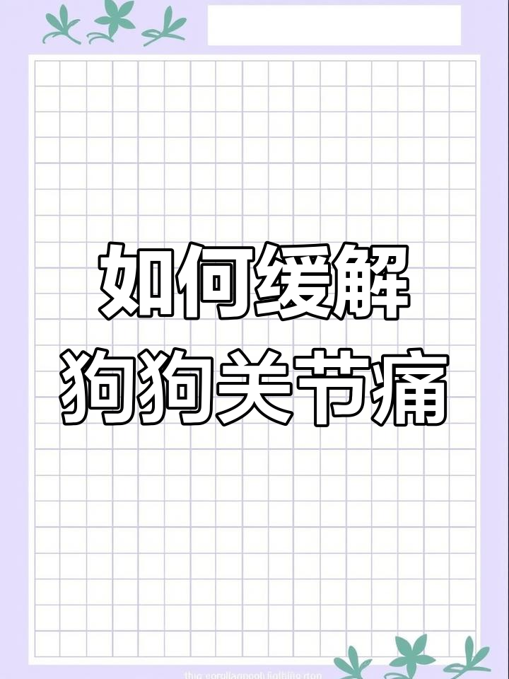 我家狗狗卡住痛怎么办-第2张图片