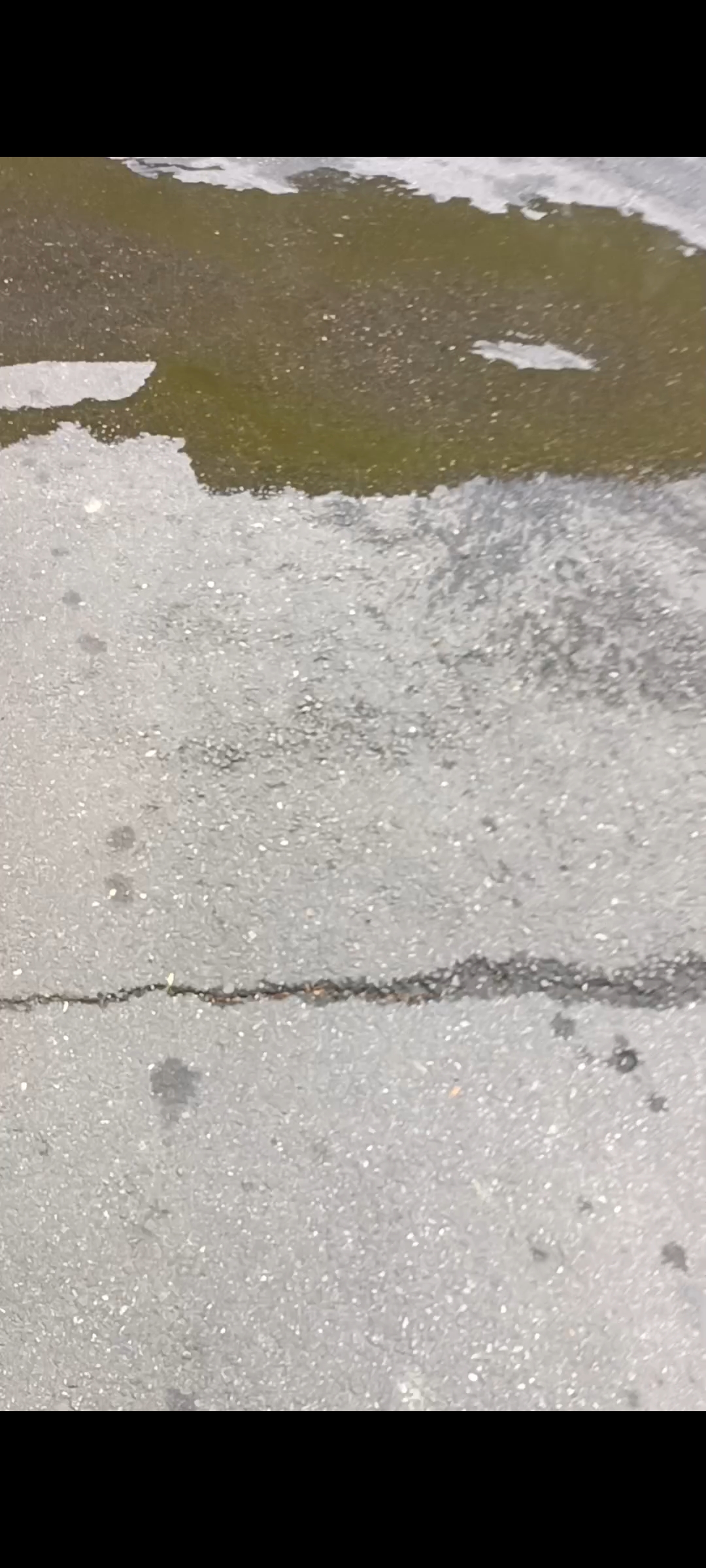 湿苔与新鲜蜂蜜罐，一种天然的养生秘笈