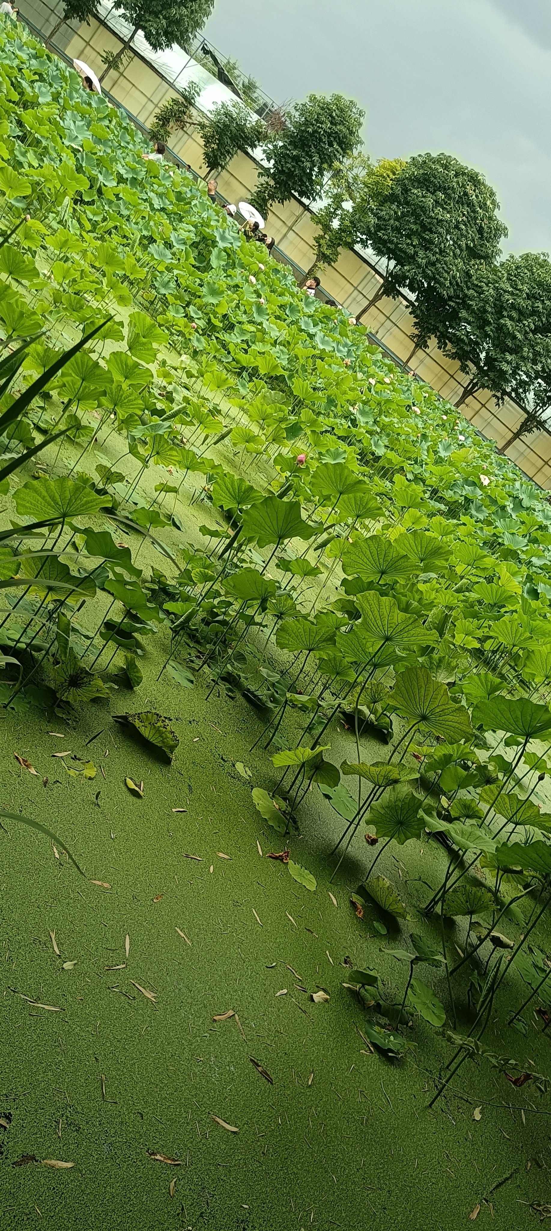 草碧一区草碧一区，绿意盎然的生活天地